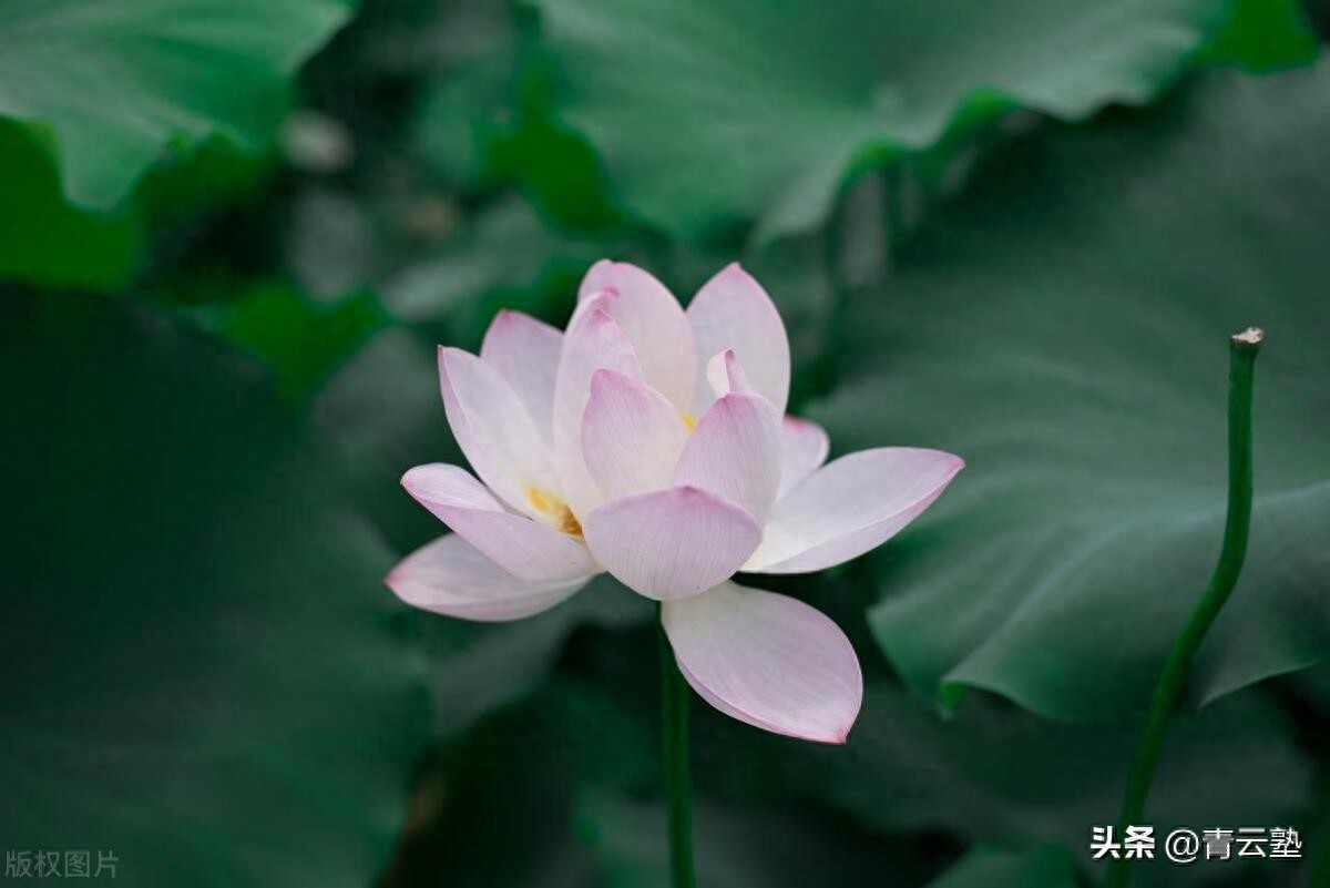 授记_授记是什么意思_授记成佛