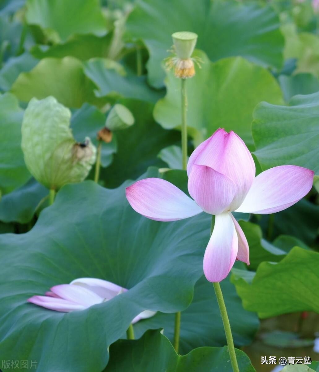 授记_授记成佛_授记是什么意思