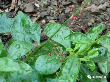 雷云风暴_风暴雷云法术id_风暴雷云WA