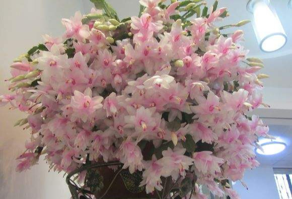 砧木怎么读_砧木_砧木是什么植物