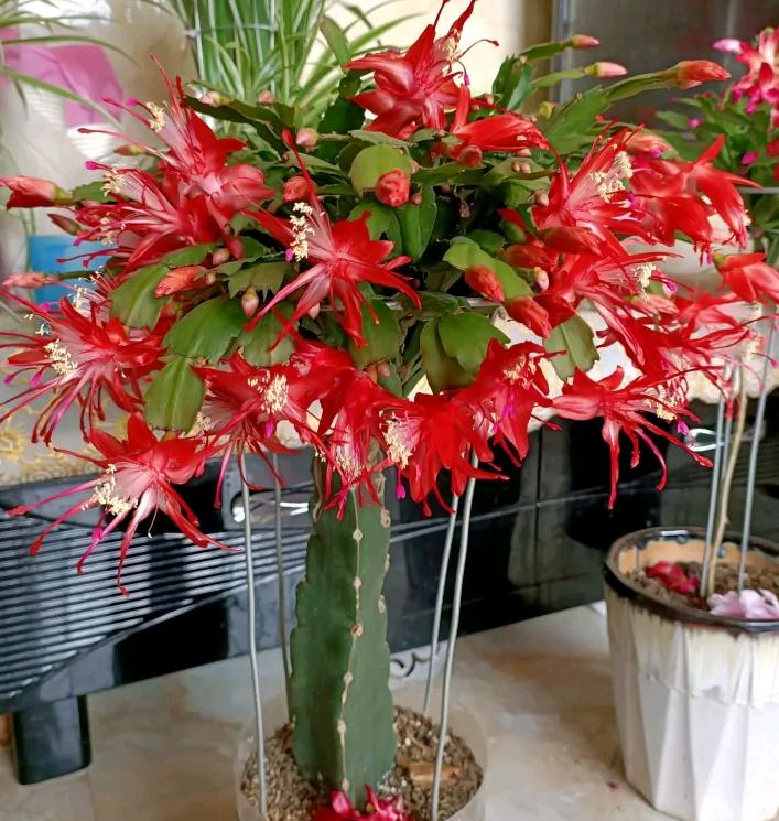 砧木_砧木是什么植物_砧木怎么读