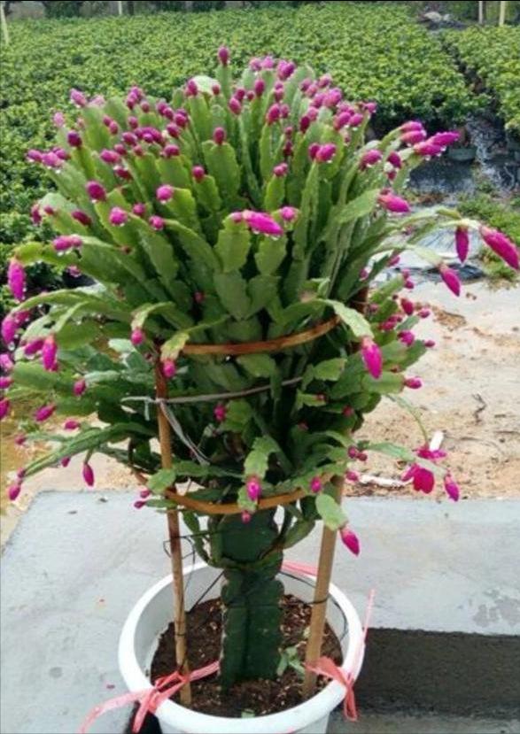 砧木_砧木怎么读_砧木是什么植物