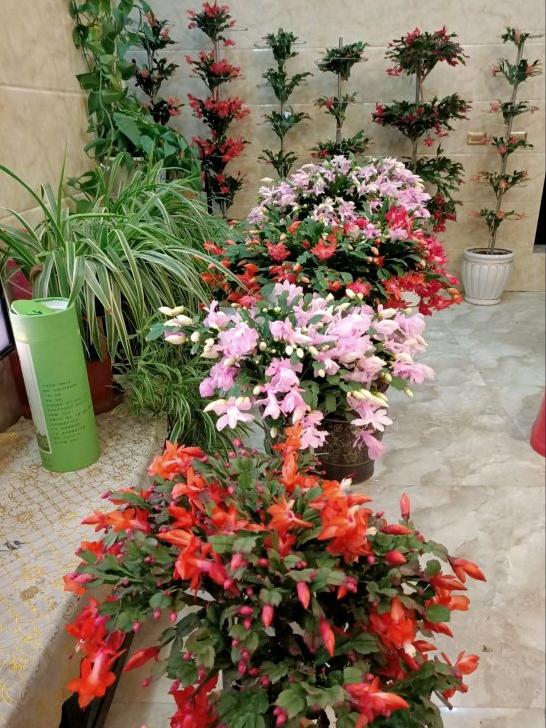 砧木是什么植物_砧木_砧木怎么读