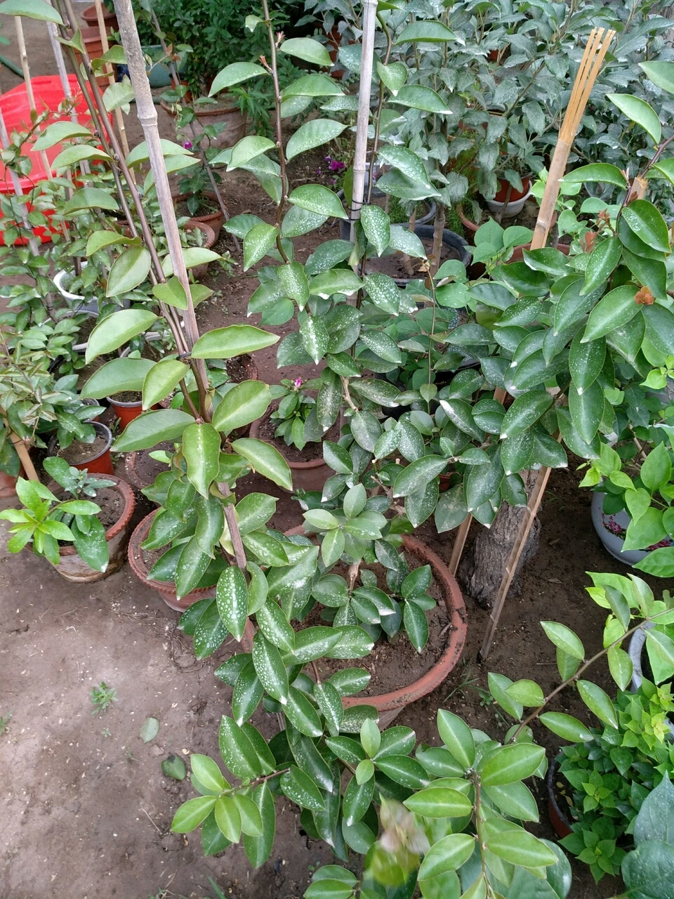 砧木怎么读_砧木_砧木是什么植物