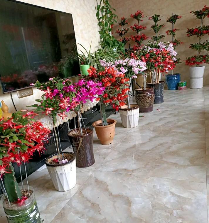 砧木怎么读_砧木是什么植物_砧木