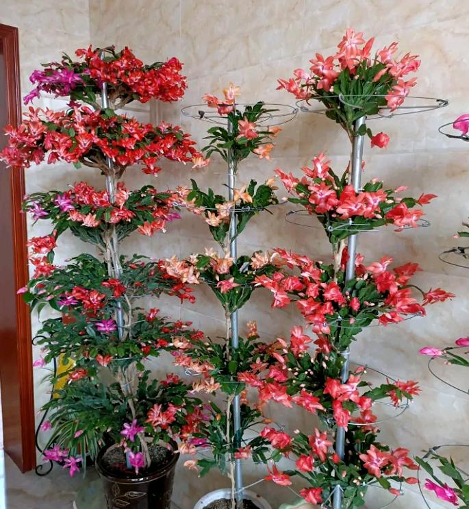 砧木怎么读_砧木是什么植物_砧木