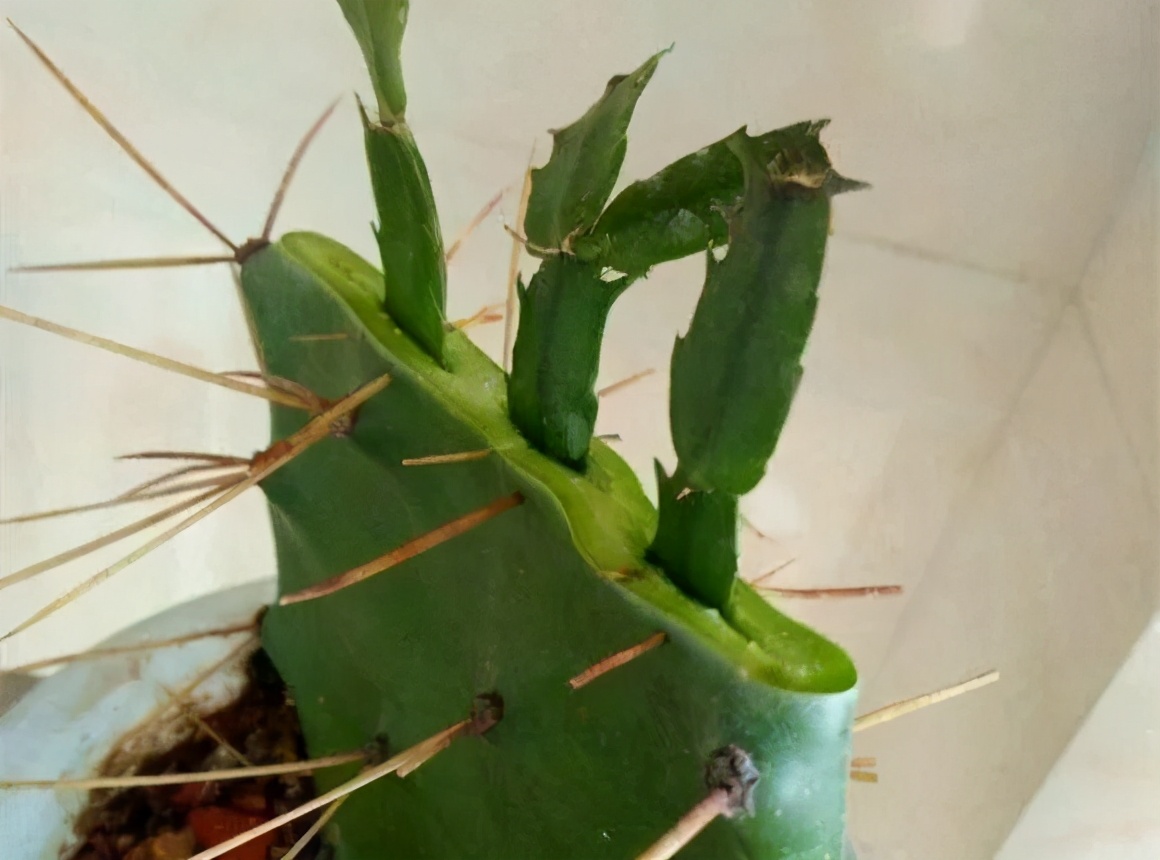 砧木_砧木是什么植物_砧木怎么读