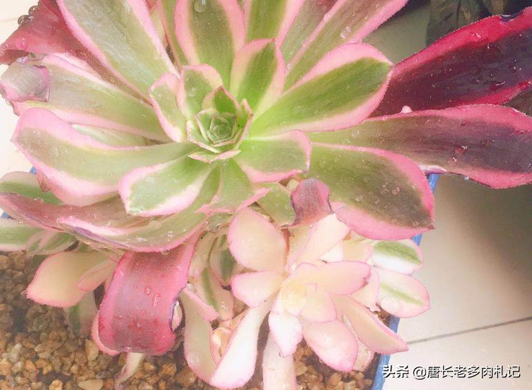 砧木是什么意思_砧木和接穗分别是什么_砧木