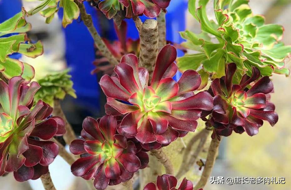砧木和接穗分别是什么_砧木是什么意思_砧木