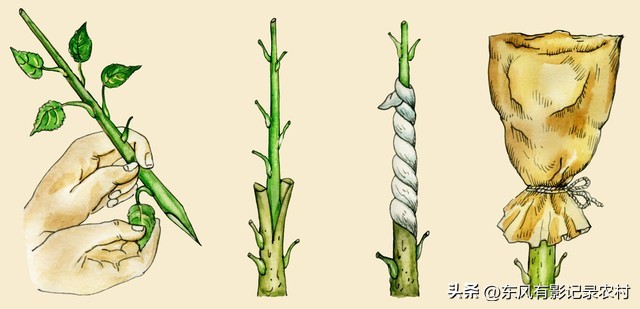 砧木怎么读_砧木和接穗分别是什么_砧木