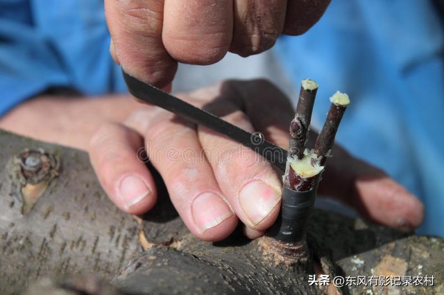 砧木_砧木怎么读_砧木和接穗分别是什么