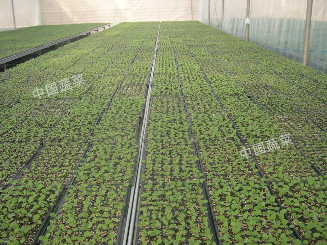 砧木和接穗_砧木是什么意思_砧木
