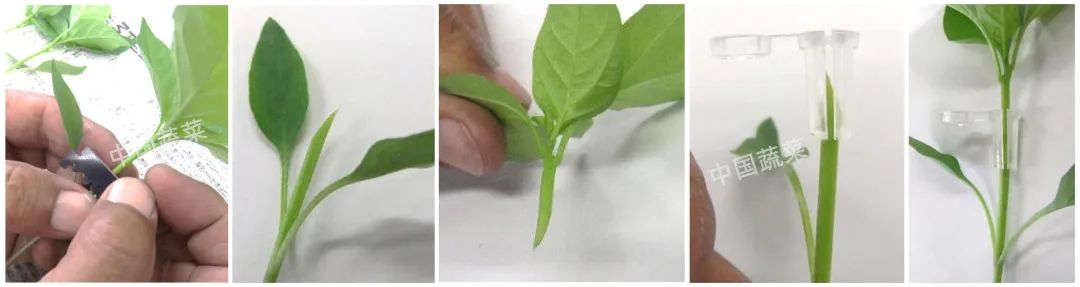 砧木是什么意思_砧木_砧木和接穗