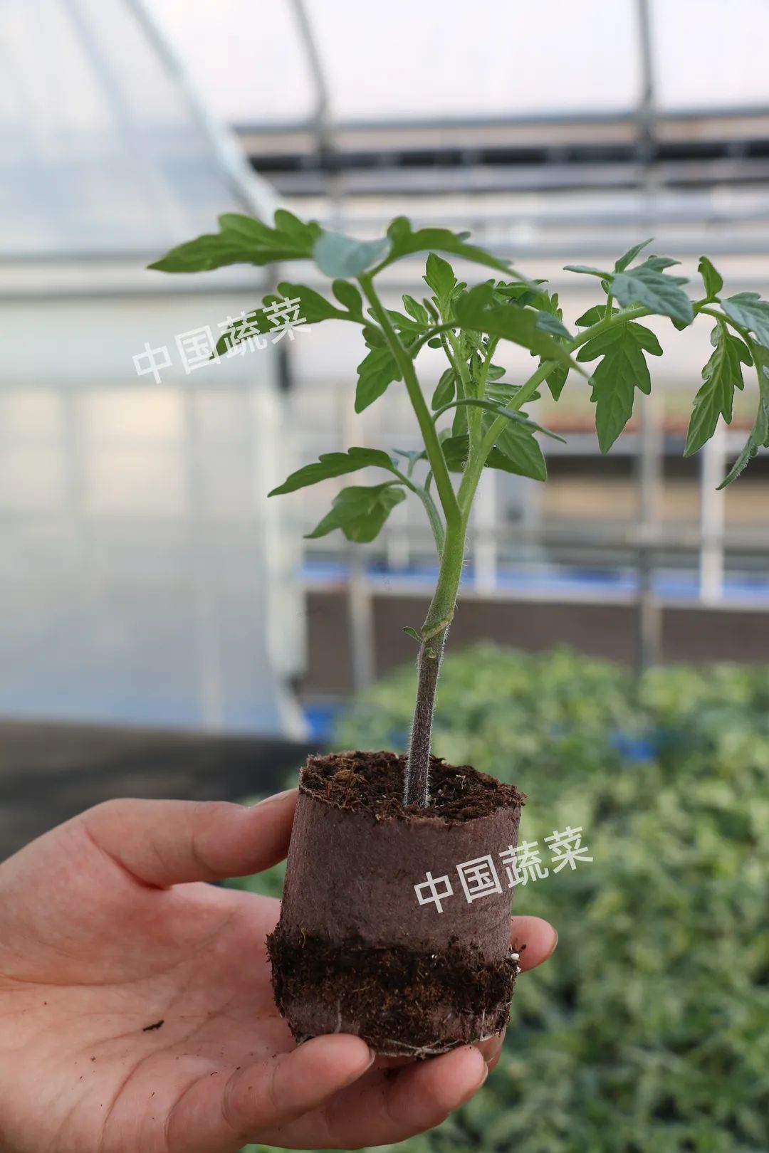 砧木和接穗_砧木_砧木是什么意思