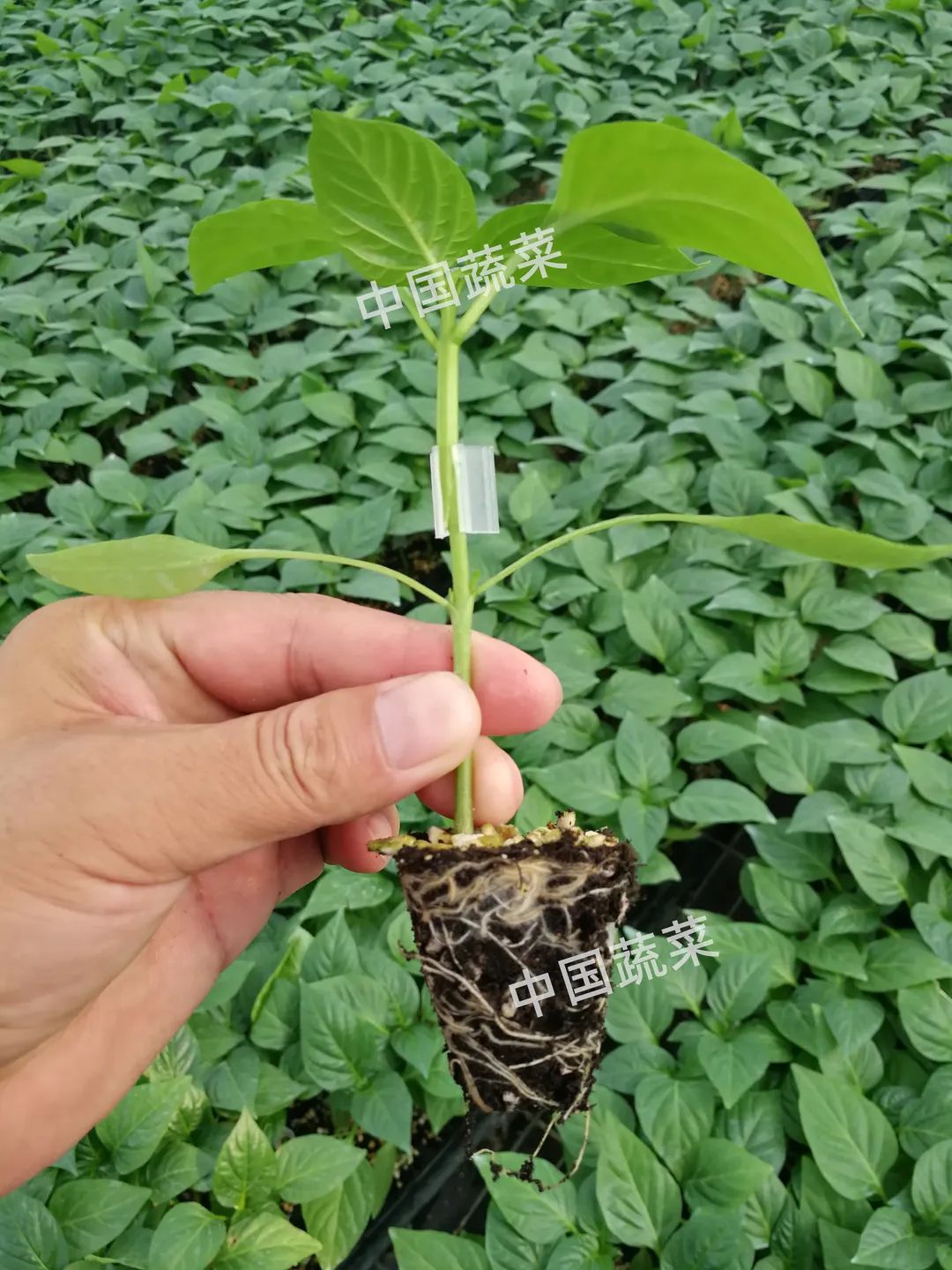 砧木和接穗_砧木_砧木是什么意思