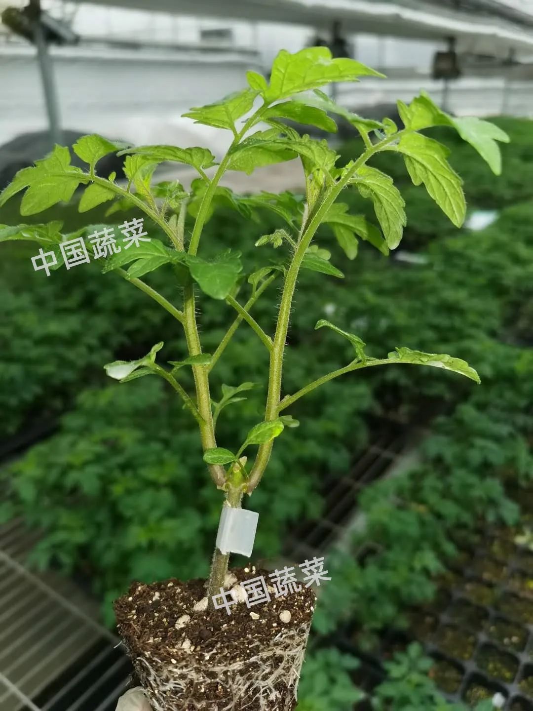 砧木和接穗_砧木是什么意思_砧木