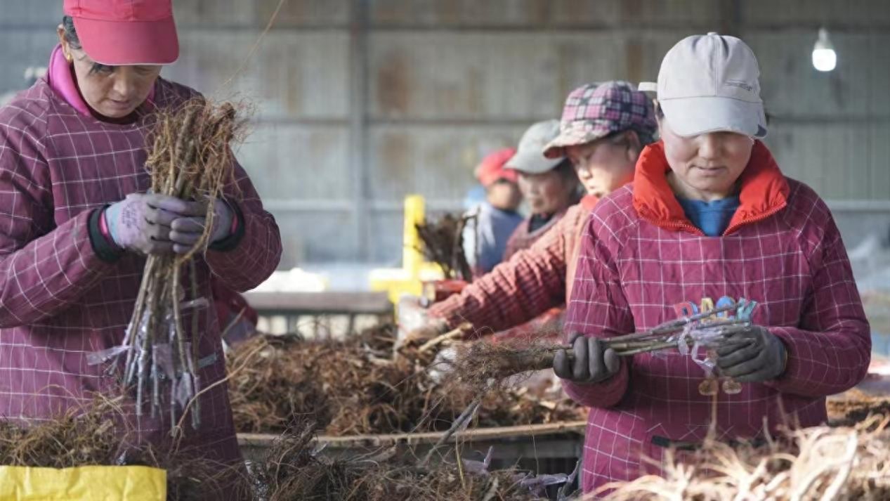 砧木_砧木是什么树_砧木怎么读