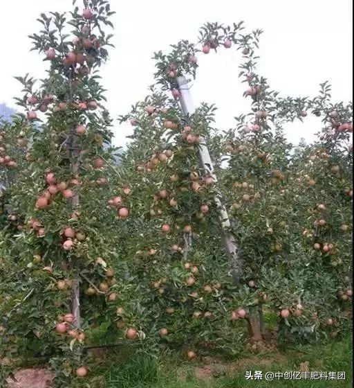 砧木和接穗_砧木_砧木是什么意思