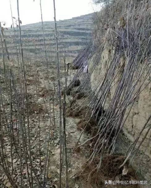 砧木_砧木是什么意思_砧木和接穗