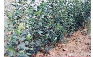 砧木是什么树_砧木和接穗分别是什么_砧木