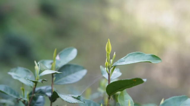 祁门红茶产地_祁门红茶出产地_祁门红茶产区