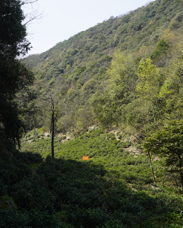 祁门红茶产区_祁门红茶产地_祁门红茶出产地