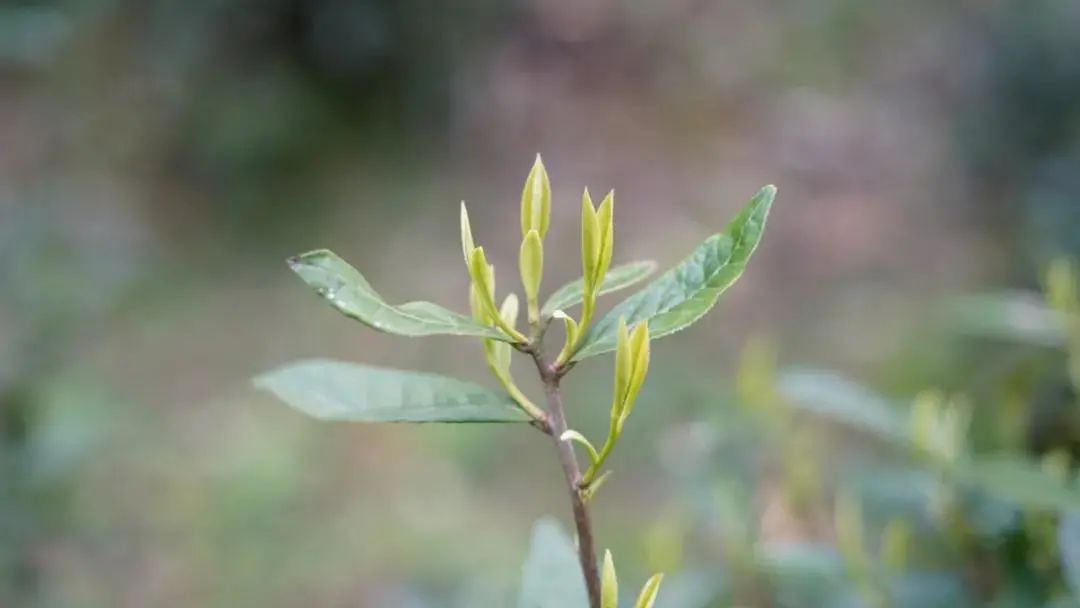 祁门红茶产地_祁门红茶产区_祁门红茶出产地