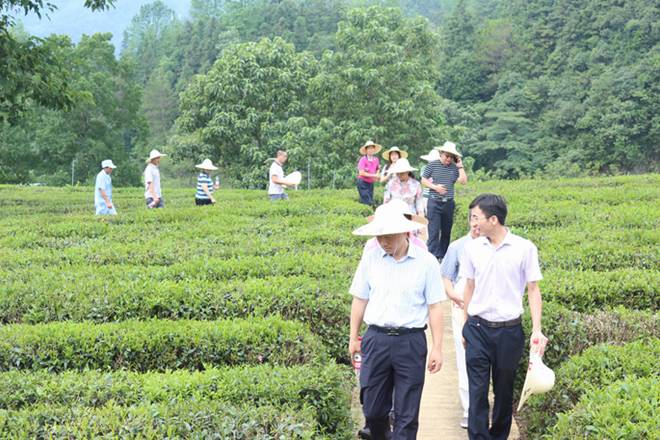 祁门红茶产地_祁门红茶产区_祁门红茶出产地