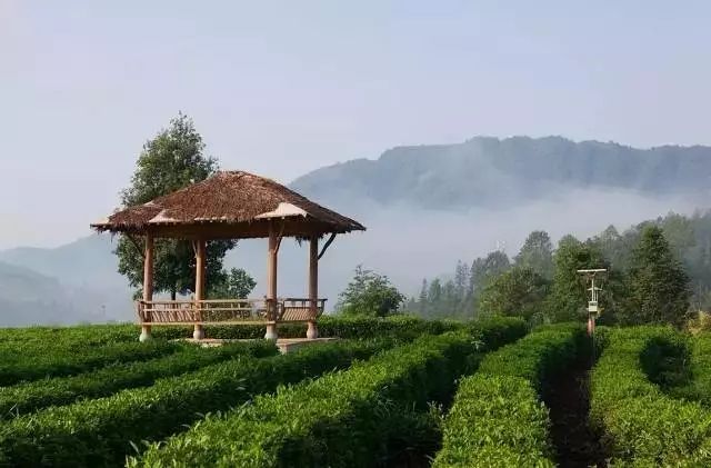 祁门红茶产地_祁门红茶出产地_祁门红茶产区