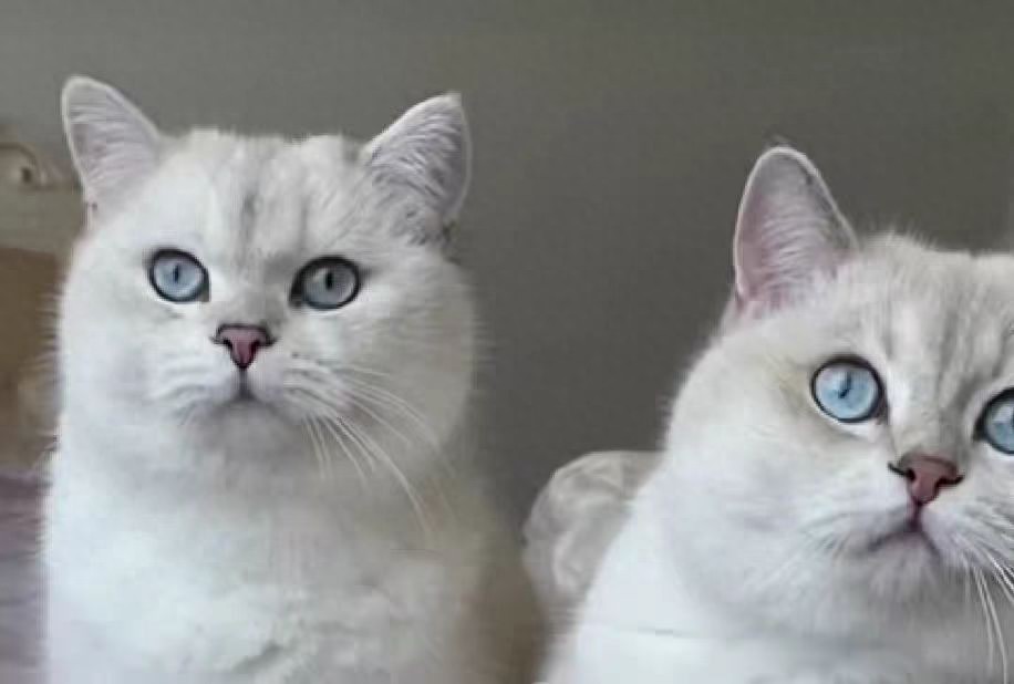 网易严选全猫粮_网易严选猫粮配方_网易严选猫粮