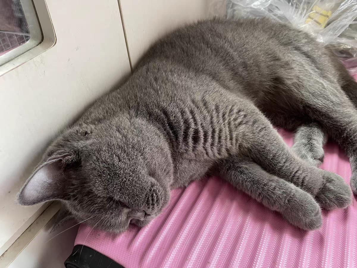 网易严选猫粮配方_网易严选全猫粮_网易严选猫粮