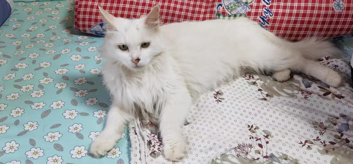 网易严选全猫粮_网易严选猫粮_网易严选猫粮配方