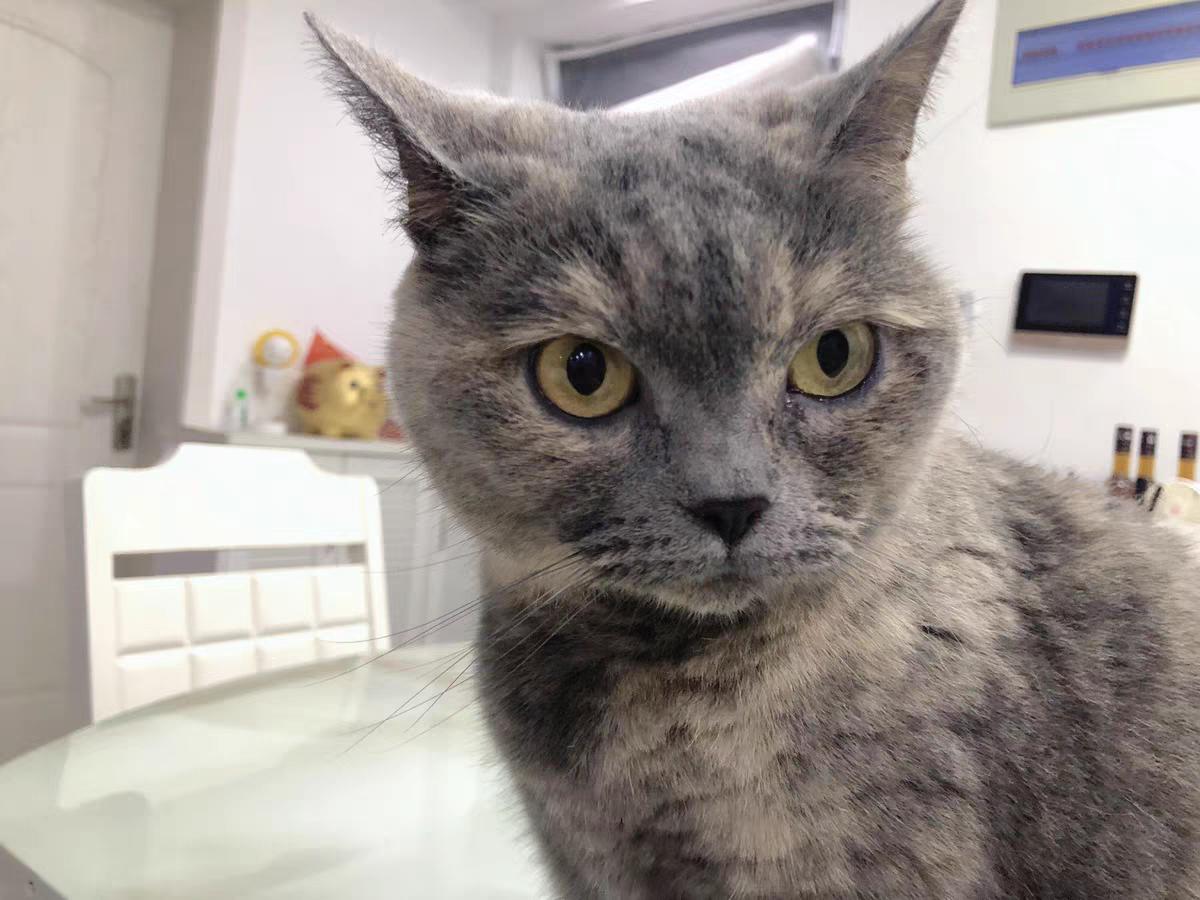 网易严选猫粮配方_网易严选猫粮_网易严选全猫粮