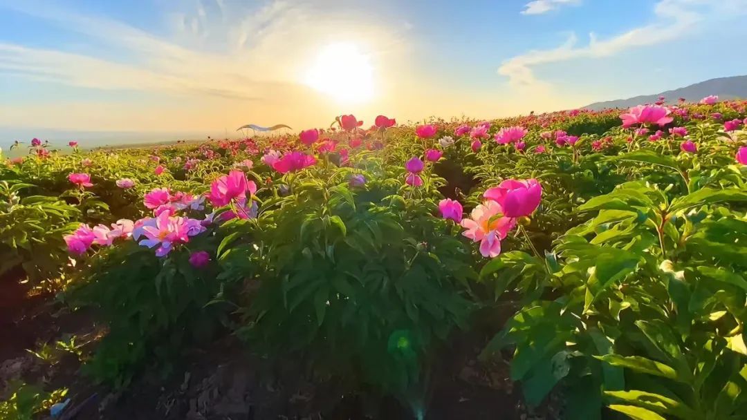 每当盛夏时_盛夏时光_盛夏时有风