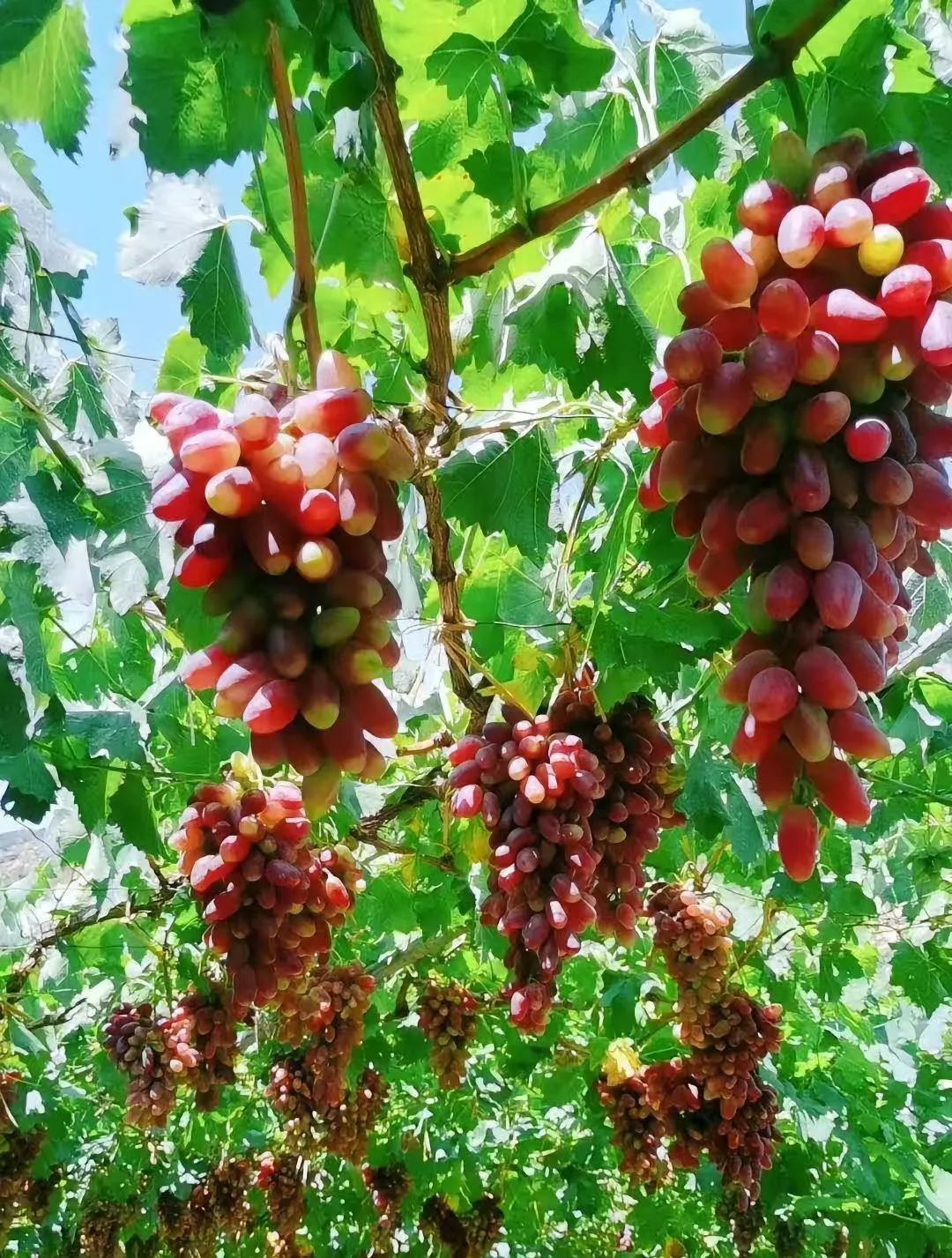 盛夏时有风_盛夏时光_每当盛夏时