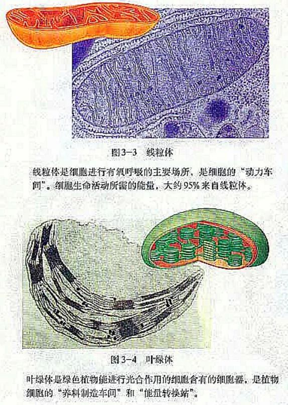 什么叫有机物_什么叫有机物_什么叫有机物