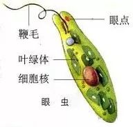 什么叫有机物_什么叫有机物_什么叫有机物