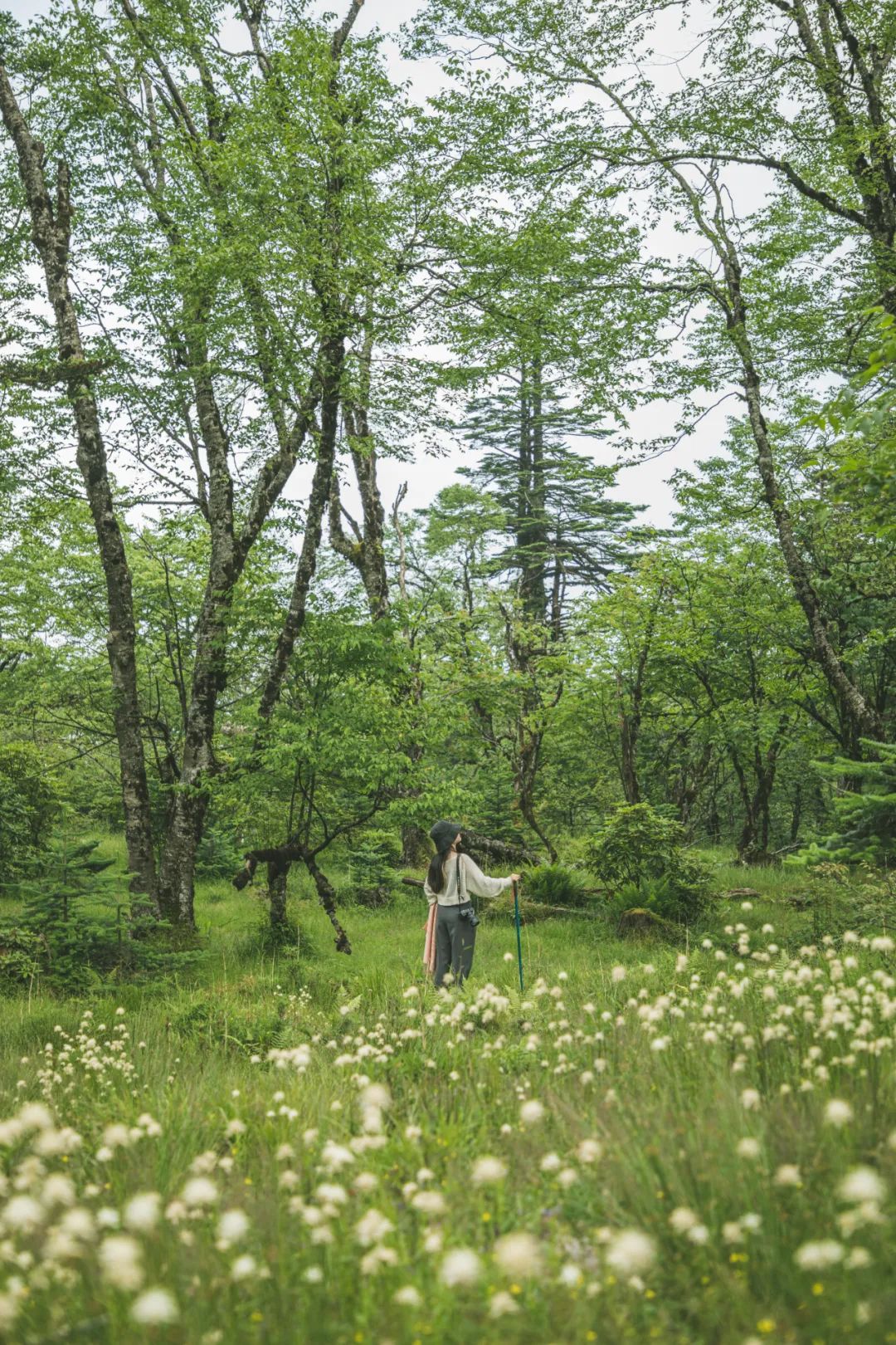 芝恩_芝组词_芝恩