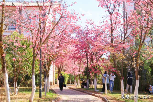 丽江文化旅游学院官网_丽江市旅游学院_丽江旅游学院热搜