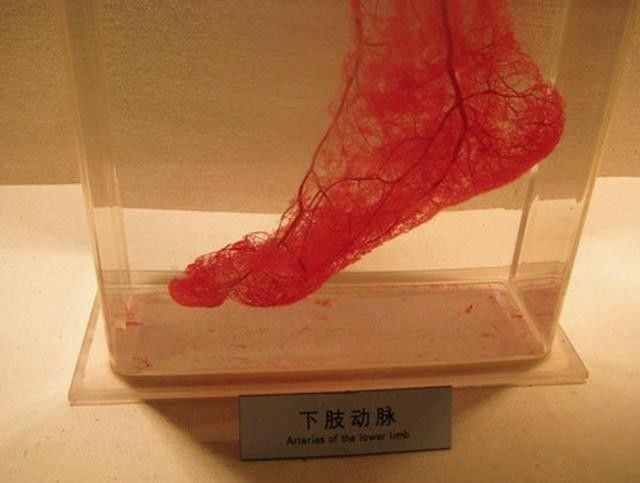 砧骨_砧骨和镫骨为什么最容易缺失_砧骨镫骨怎么读拼音