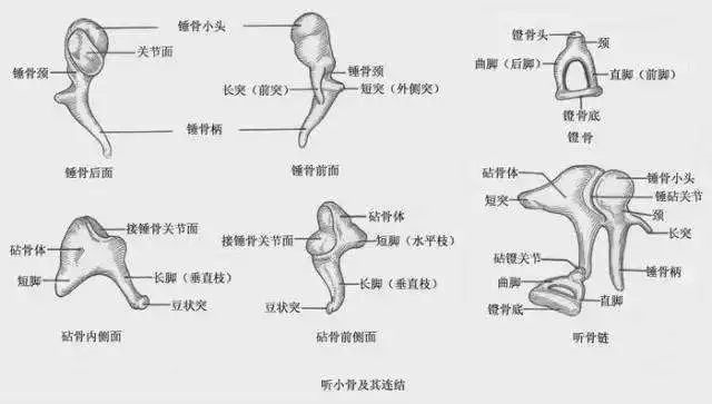 砧骨是什么意思_砧骨_砧骨怎么读