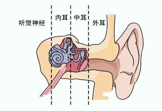 砧骨是什么意思_砧骨_砧骨怎么读